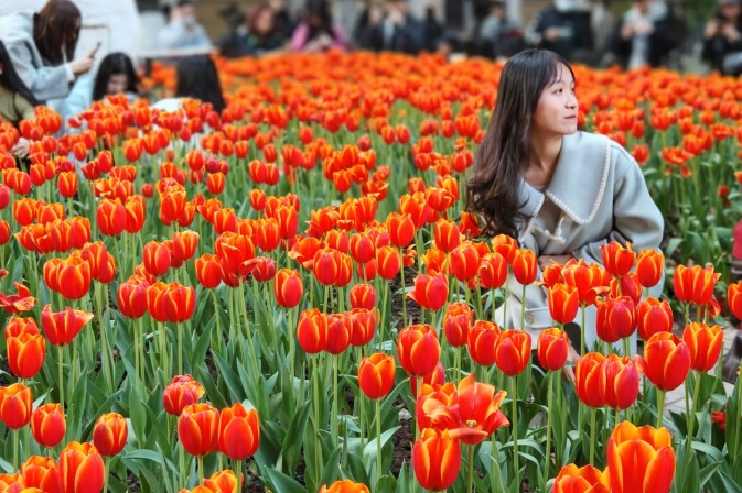 Tulips bloom during Guangzhou winter