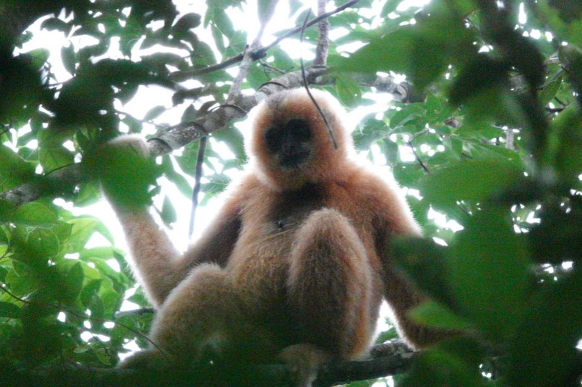 Efforts pay off, Hainan gibbon population grows