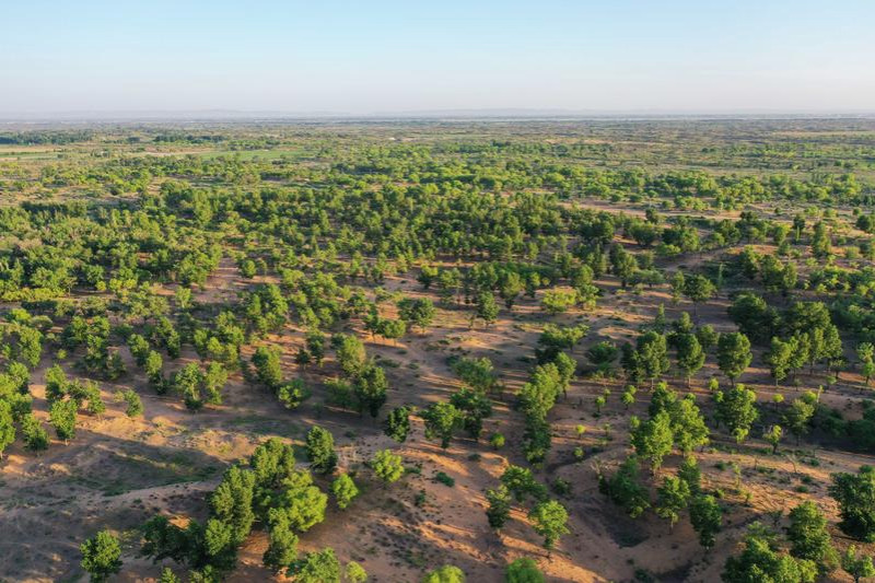 Decades-long efforts turn North China deserts into oases
