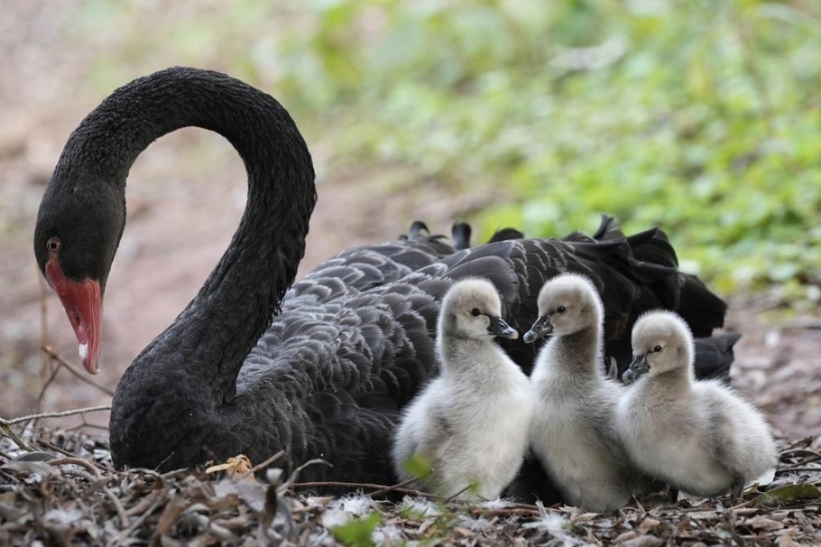 Baby swans delight visitors at Chongqing Locajoy Theme Park