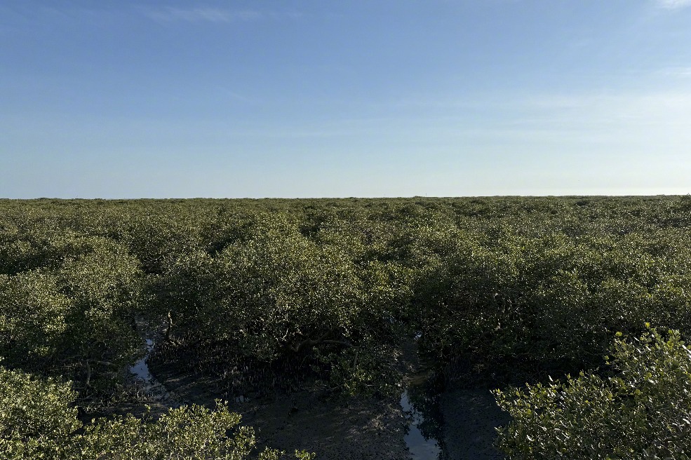 China expands mangrove forest coverage amid conservation efforts