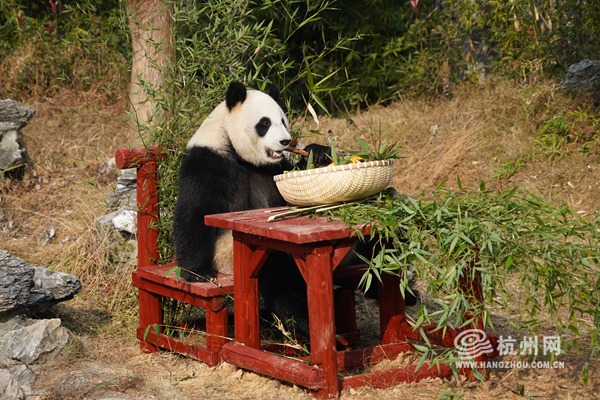 Animals in Hangzhou enjoy special Laba Festival feasts