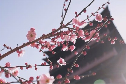 Blooming plum blossoms beautify spring of Hefei