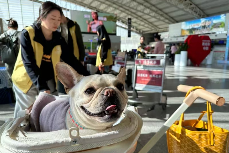 'Paw-sengers' aboard thanks to more pet-friendly airlines