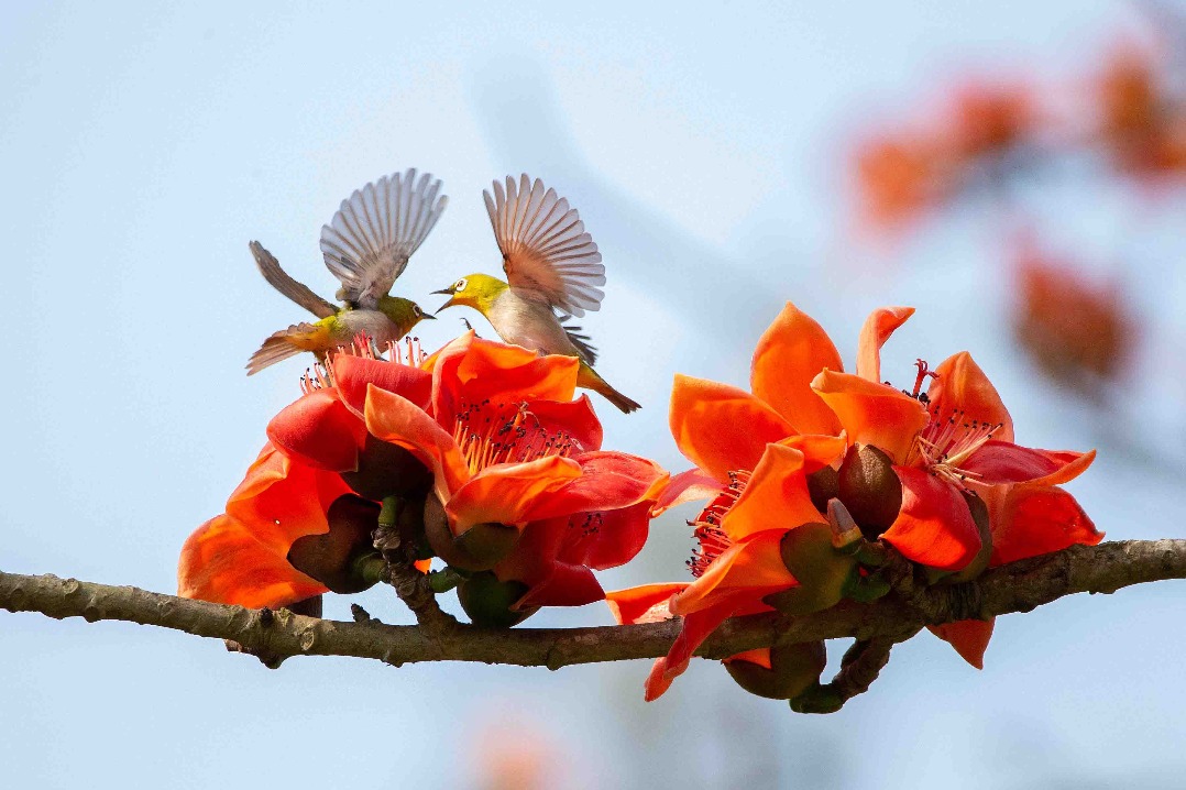 Red Kapok flowers mark the arrival of spring in Hainan