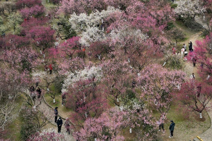 Plum blossoms bloom in early spring