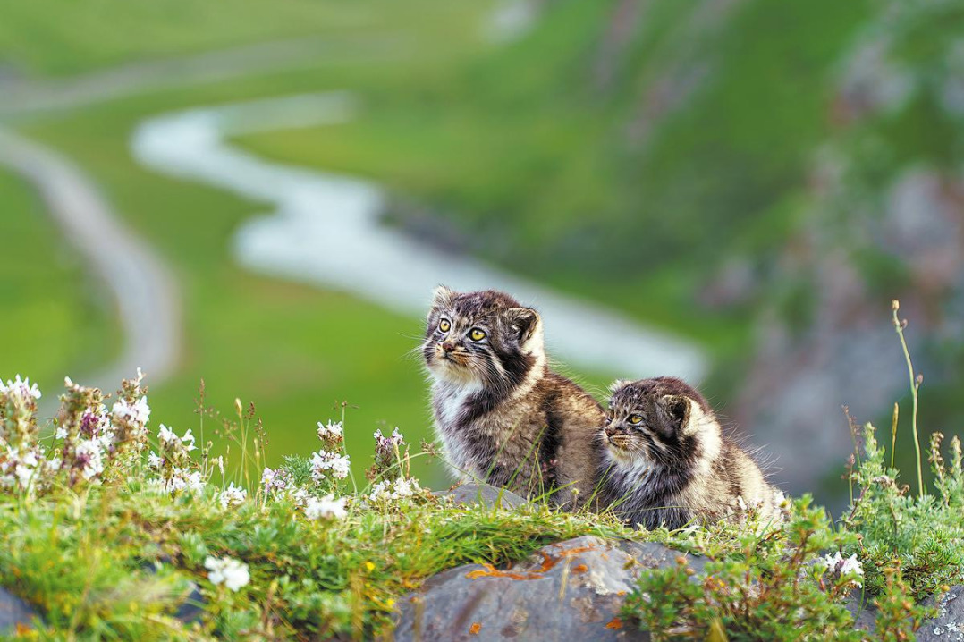 Passion for snow leopards shines through lens