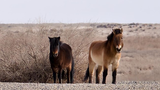 Rare Przewalski's horses spotted at Yumen Pass | govt.chinadaily.com.cn