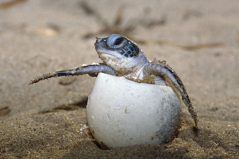 Securing safe haven for green sea turtles