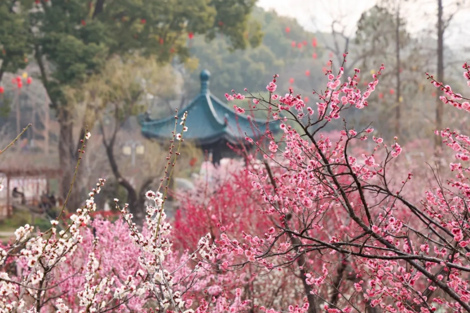 Wuxi's spring starts from Plum Garden