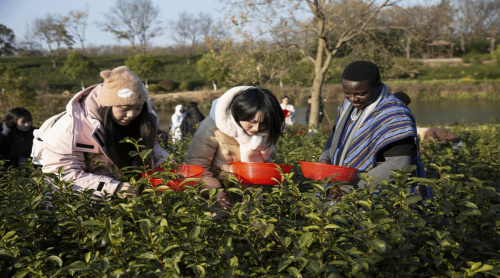 Intl students explore Chinese tea culture at Jiangsu Tea Exposition Park