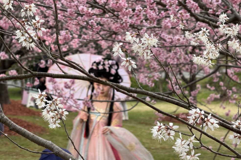 2025 Shanghai Cherry Blossom Festival blooms with new nighttime splendor