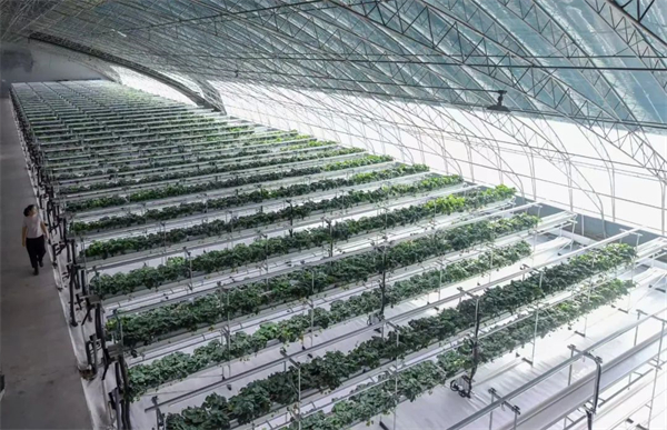 A glimpse into Hohhot's intelligent plant factory