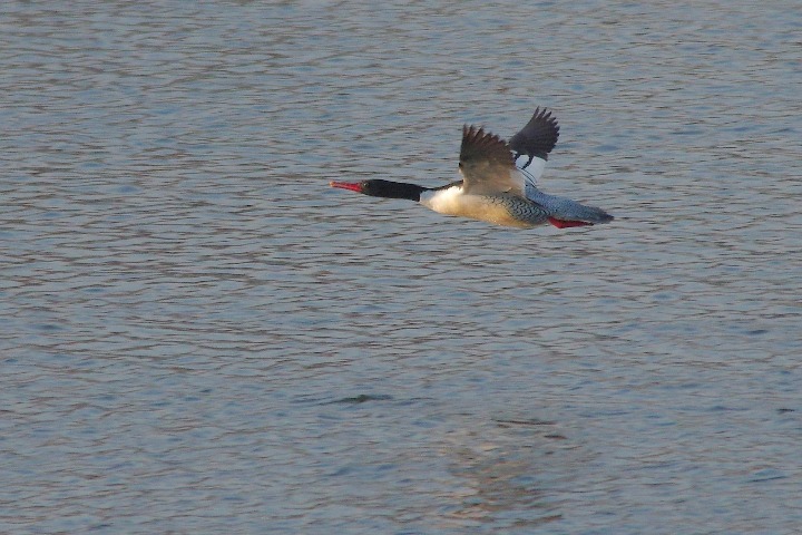 Mergansers are back in NE China