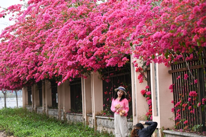 Bougainvillea cascades like a waterfall in Guangxi