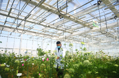 Seeds from Gobi desert growing for the world