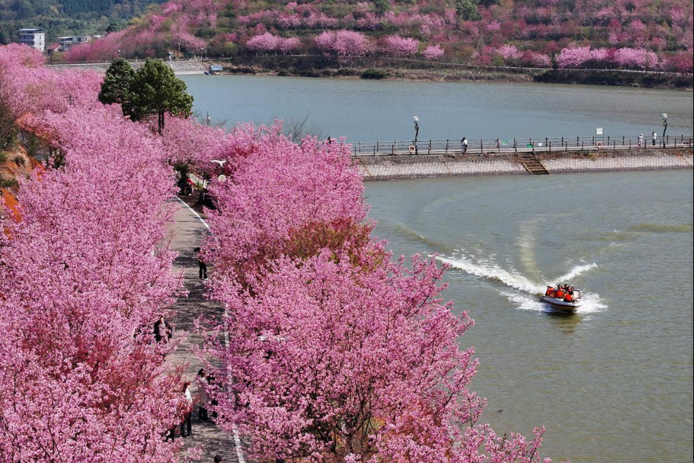 Tourists flock to Hunan city for cherry blossom delight