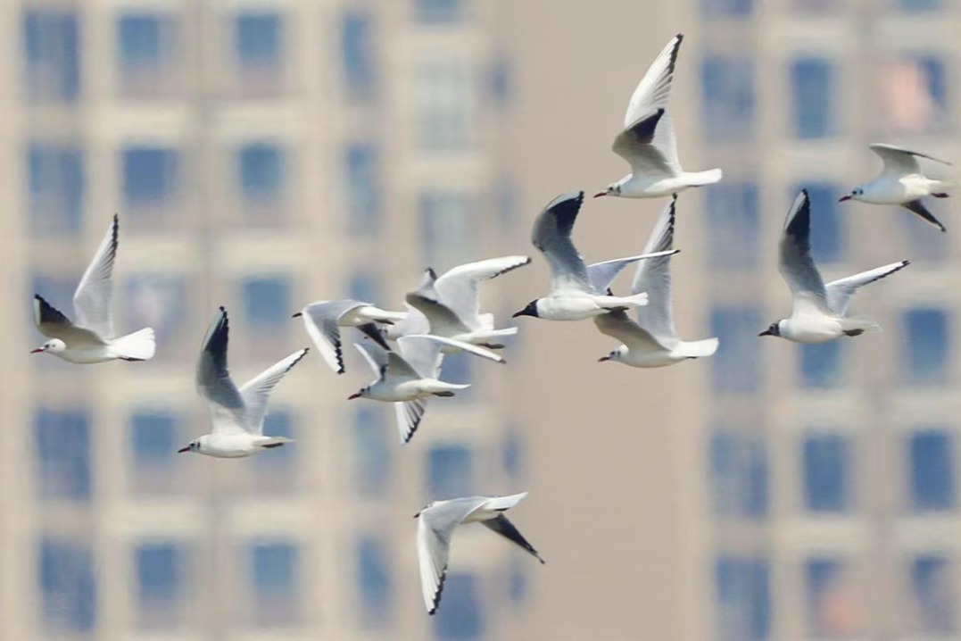 Saunders's gulls brighten Xiamen coastline ahead of April migration