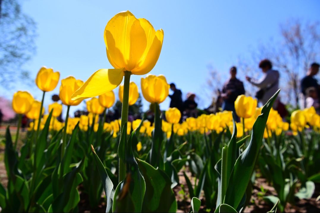 Spring boosts travel demand during Qingming holiday