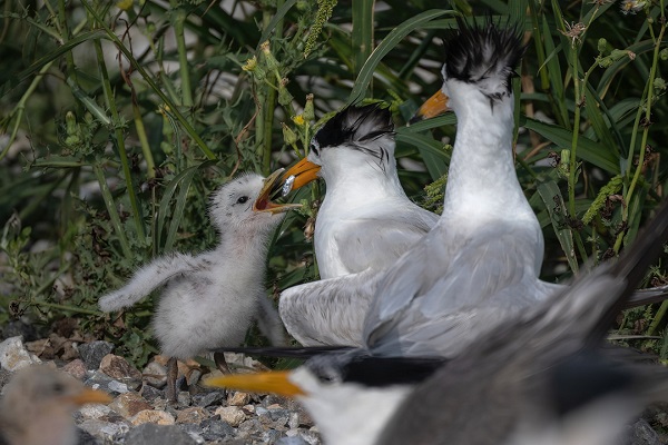 Endangered seabird guardians boosting wildlife conservation in Wenzhou
