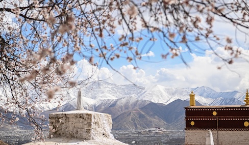 Spring blossoms in Xizang's ancient monastery