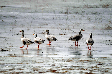Yanchiwan Wetlands welcome first migratory birds of the season