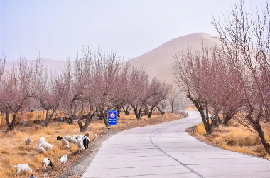 Dunhuang welcomes spring with apricot blossoms