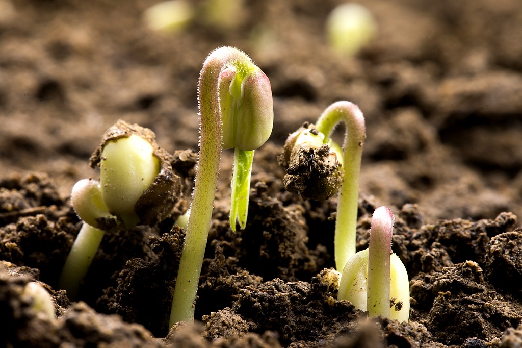 Initiative to raise quality of seeds, crops