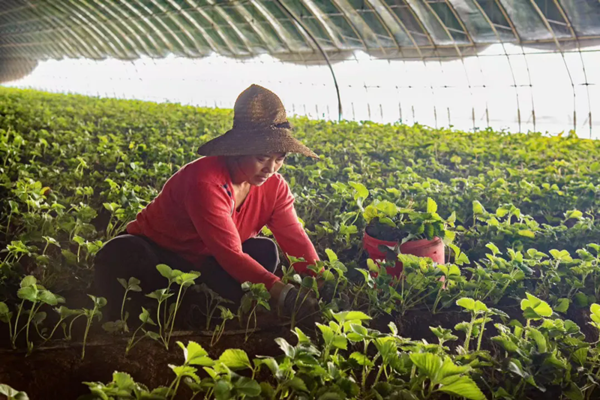 Datong villages develop specialty agriculture to drive rural vitalization