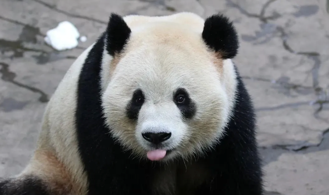 Wuxi Zoo welcomes two giant pandas