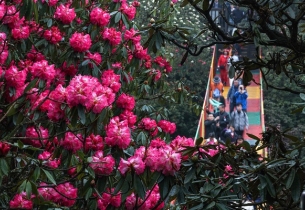 Azalea's full-bloom season rushes in Guizhou