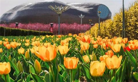 Tulips bloom across Kangbashi district