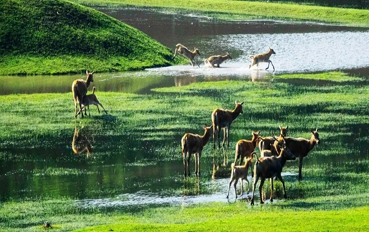 Encounter magnificent, rare milu deer in Taizhou city 
