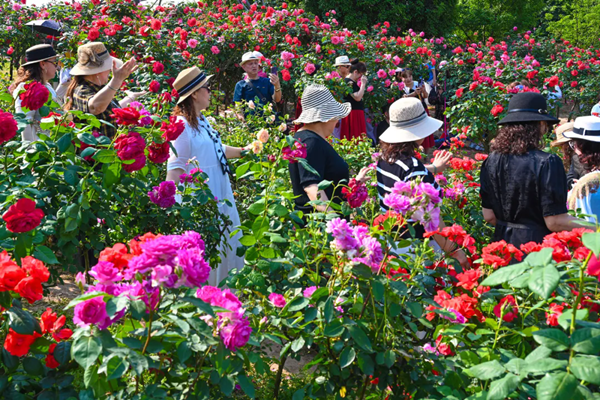Explore Liangjiang's rosy wonderland in full bloom