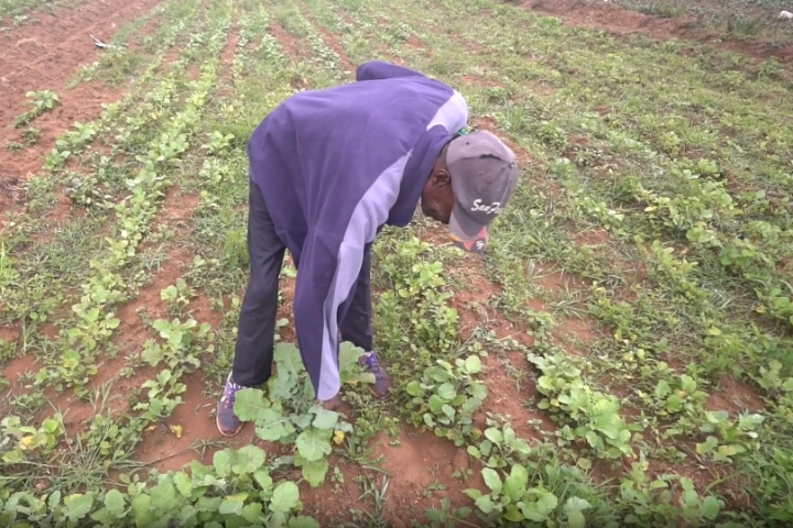 China-built irrigation project a game-changer for farmers in western Kenya