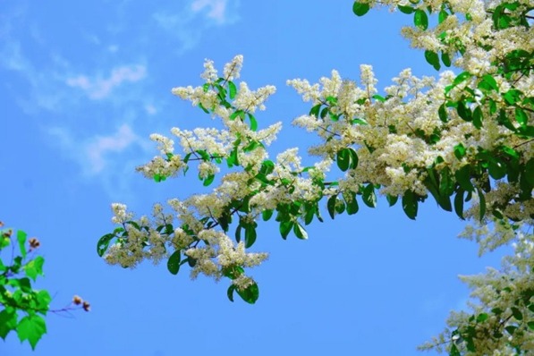 Early summer blooms in Kuliang