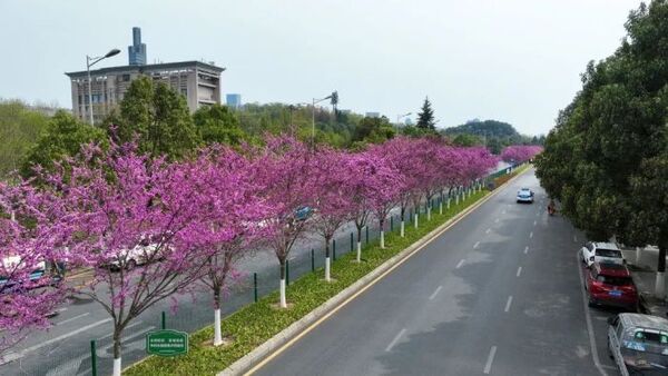 Stroll through a sea of blossoms in Guanshanhu 