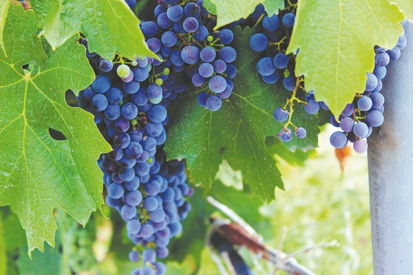 Grape expectations as domestic beverage raises a hearty cheer