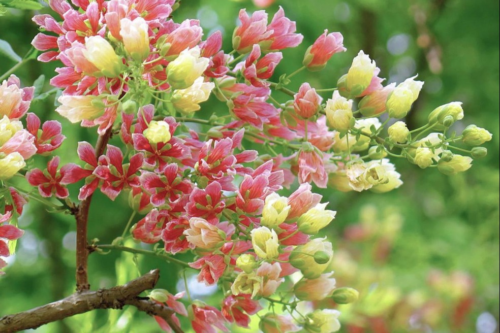 Gansu's shiny-leaved yellowhorn trees enter colorful bloom season