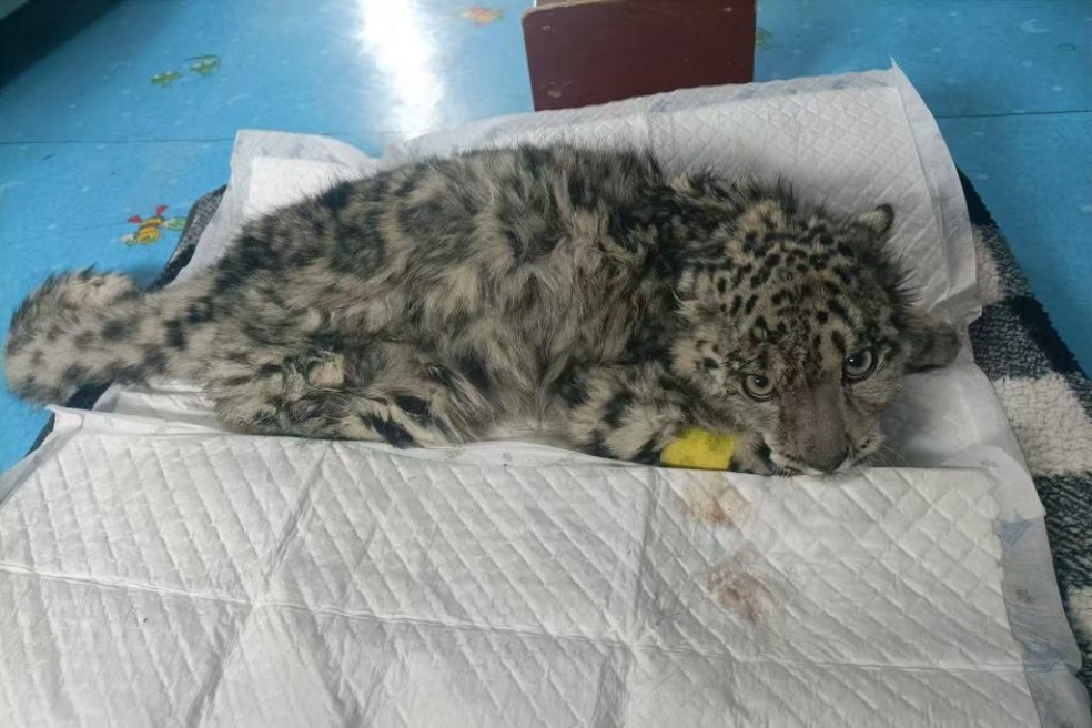 Snow leopard cub steadily recovering after great fall