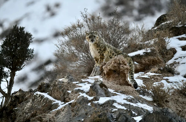 Snow leopard spotted in Qilian Mountains