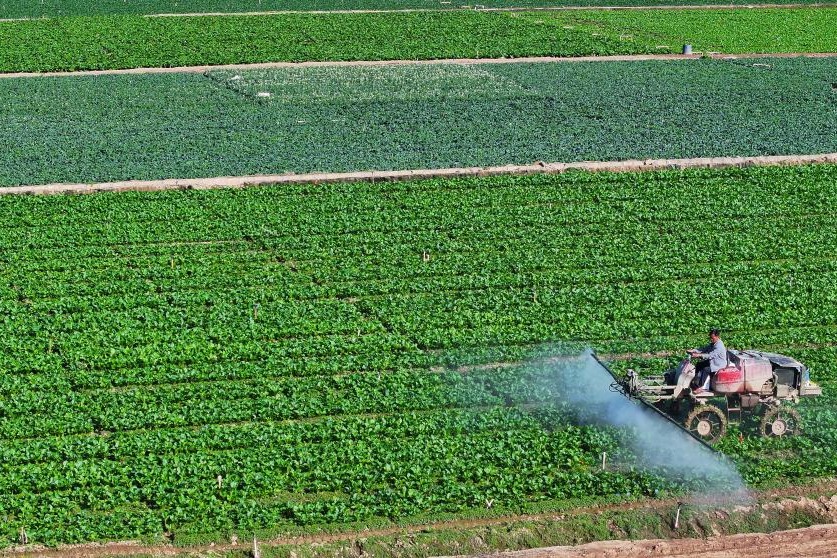 Growth of agricultural cooperation to enhance food security