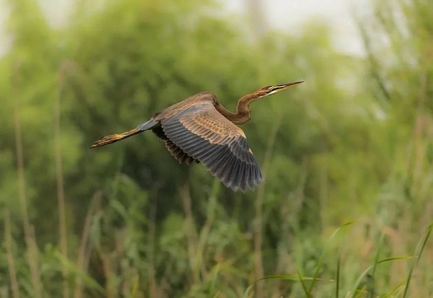 Nantong records nearly 4,000 wildlife species