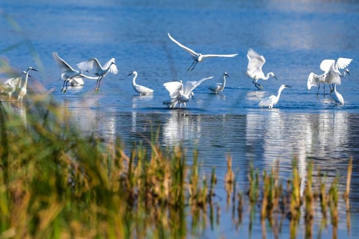 Nation's progress in biodiversity conservation unveiled