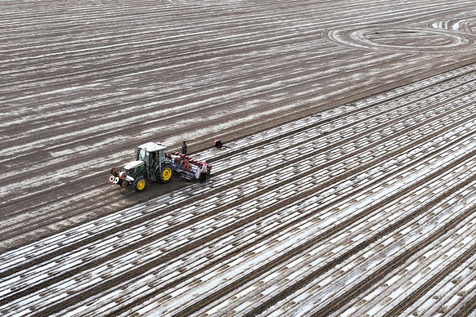 Bumper cotton harvest expected in Xinjiang