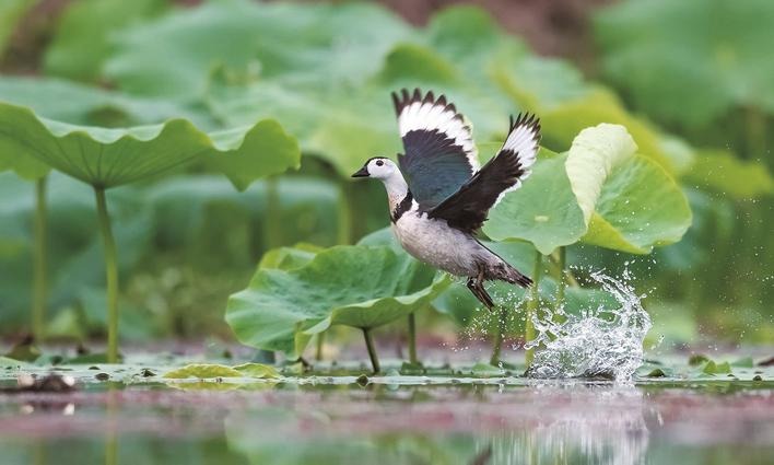 Taizhou releases its first comprehensive field guide to local bird species