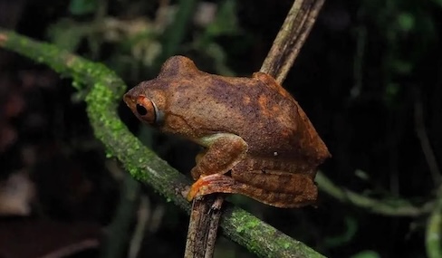 Researchers discover new tree frog species in Xizang