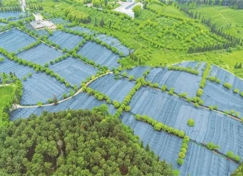 Guizhou's matcha products conquer global markets