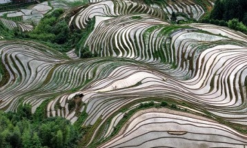 Summer planting in full swing on Longji Terraces