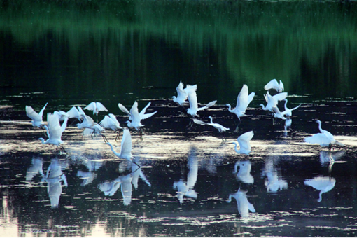 Jining makes efforts to protect, revitalize cultural heritage